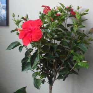 My new tree so pretty not for sale pretty off the